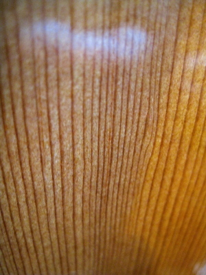 Tight spruce grain