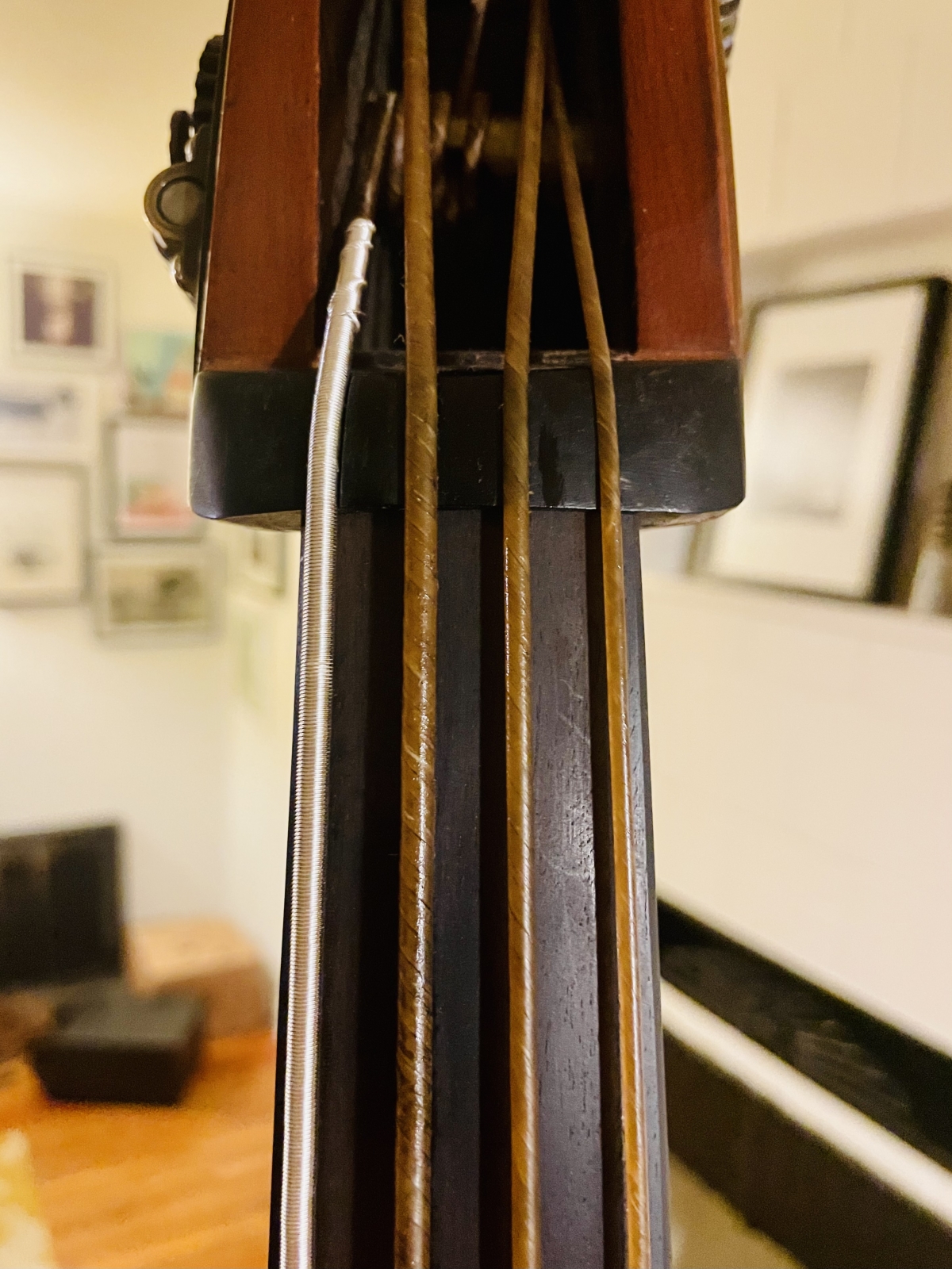 The nut of a double bass showing bottom of the beg box and top of the fingerboard 