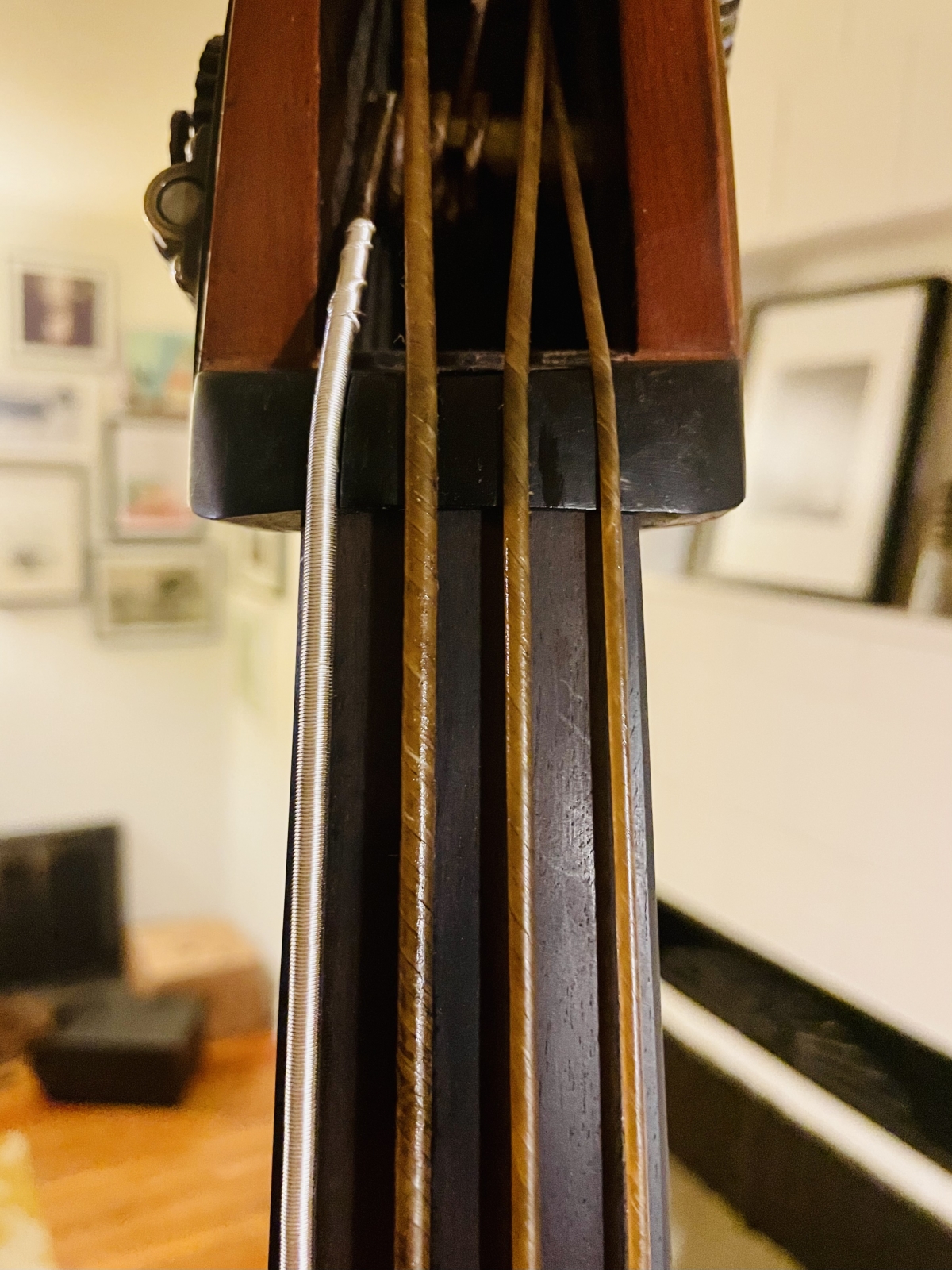 The nut of a double bass showing bottom of the beg box and top of the fingerboard